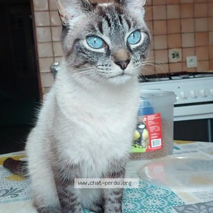 Photo 1/1 Maya Chat lost in Sauveterre saint denis