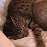 Picture of cat lost at Castres