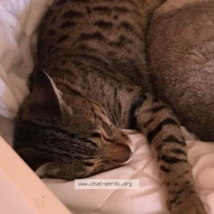 Photo 1/1 Usul dit Bubul Chat lost in Castres