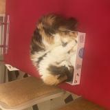 Picture of cat lost at Saint Gilles