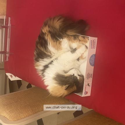 Photo 1/1 POILUE Chat lost in Saint gilles