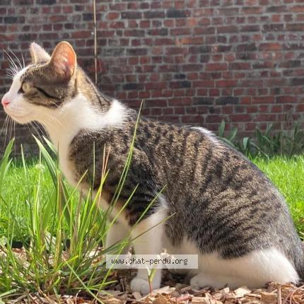 Foto 1/1 Kat teruggevonden Vermist in Bruxelles