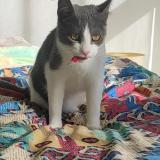 Picture of cat lost at Nantes