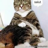 Picture of cat lost at Liege