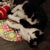 Picture of cat lost at Villemontais