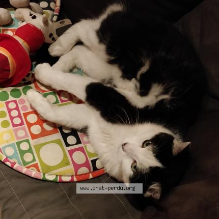 Photo 1/1 Smarty Chat lost in Villemontais