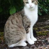 Picture of cat lost at Peyrilhac