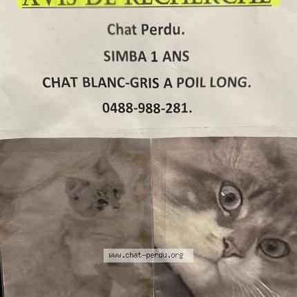 Foto 1/1 Kat teruggevonden Gevonden in Bruxelles