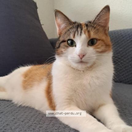 Photo 1/1 Kaline Chat lost in Le landeron