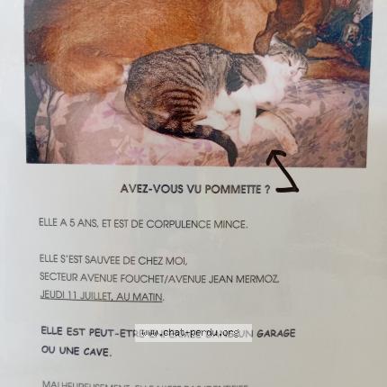 Photo 1/1 Reunited cat Lost in Pau