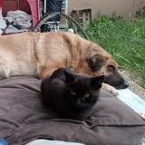 Picture of cat lost at Neuilly Plaisance