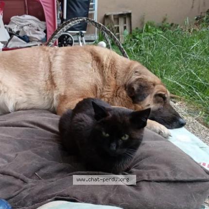 Photo 1/1 Cat reunited Lost in Neuilly plaisance