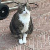 Picture of cat lost at Roquebrune Cap Martin