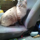 Picture of cat lost at Saint Chinian