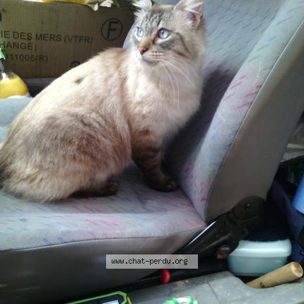 Photo 1/1 Tytoof Chat lost in Saint chinian