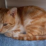 Picture of cat lost at Dax