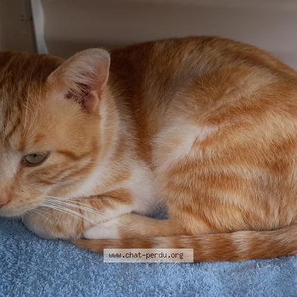 Photo 1/1 ROUXY Chat lost in Dax