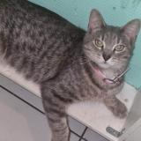 Picture of cat lost at Tourcoing