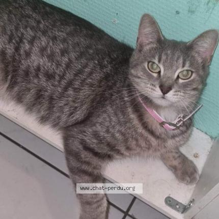 Photo 1/1 Gucci Chat lost in Tourcoing