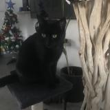 Picture of cat lost at Saint Privat Des Vieux