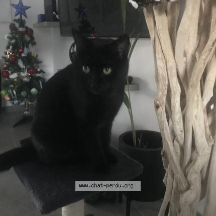 Photo 1/1 Minette Chat lost in Saint privat des vieux