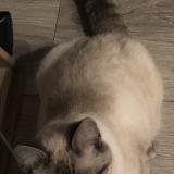 Picture of cat lost at Evreux