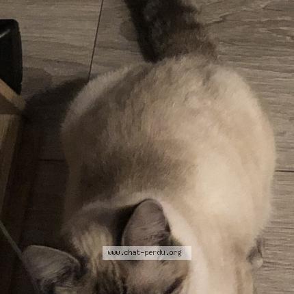 Photo 1/1 Plume Chat lost in Evreux