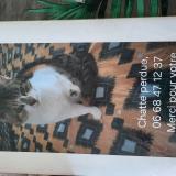 Picture of cat lost at Besancon