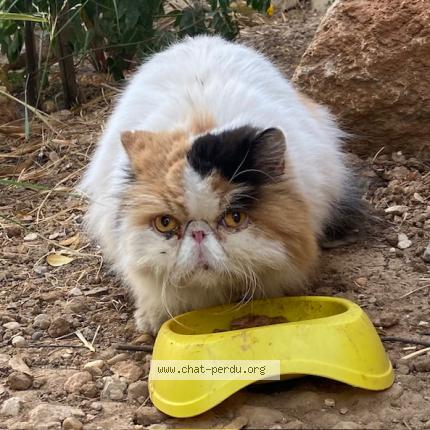 Photo 1/1 Cat reunited Found in Toulon