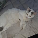 Picture of cat lost at Sevran