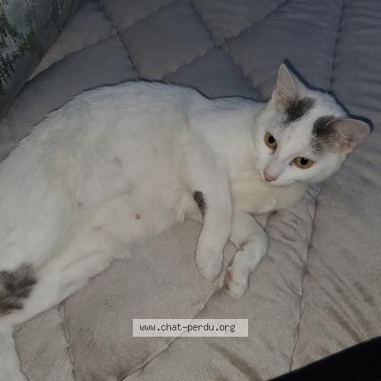 Photo 1/1 Lili Chat lost in Sevran