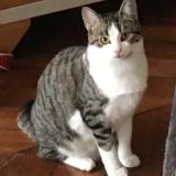 Picture of cat lost at Le Gosier