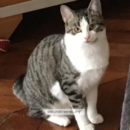 Photo 1/1 Fantomette Chat lost in Le gosier