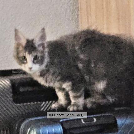 Foto 1/1 Wiedergefundene Katze Verloren in La Chaux De Fonds