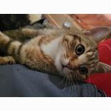 Picture of cat lost at Chatellerault