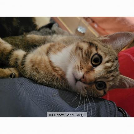 Photo 1/1 Perline Chat lost in Chatellerault