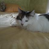 Picture of cat lost at Opio