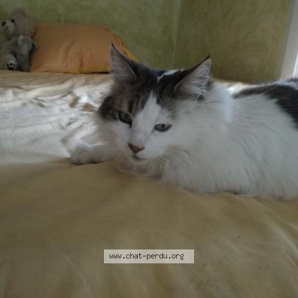 Photo 1/2 Lariflette Chat lost in Opio