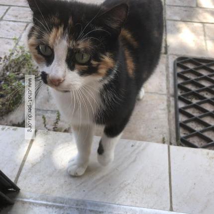 Photo 1/1 BONNEPIOCHE Chat lost in Formerie