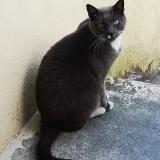 Picture of cat lost at Passy