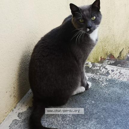 Photo 1/1 Pattes blanches Chat lost in Passy