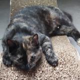 Picture of cat lost at Jonzac