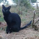 Picture of cat lost at St Colomban