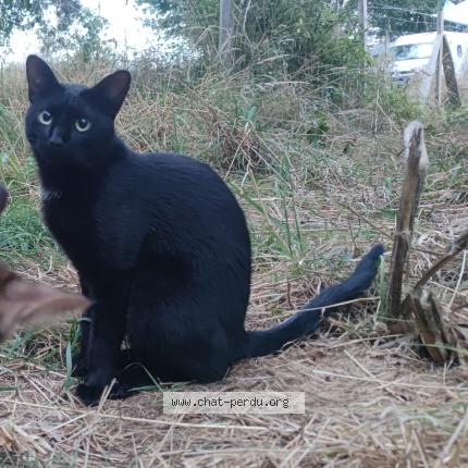 Photo 1/1 Izikel Chat lost in St colomban