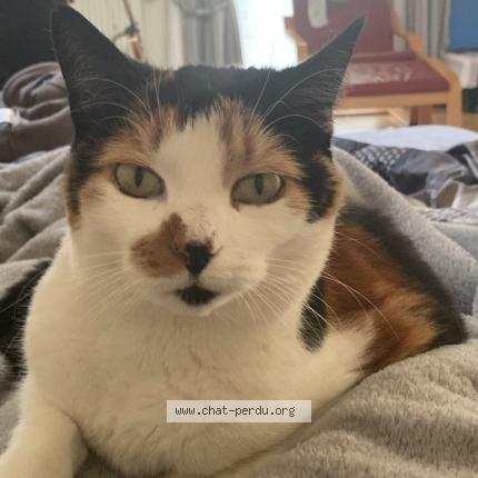 Foto 1/1 Kat teruggevonden Vermist in Ixelles