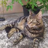 Picture of cat lost at St Max