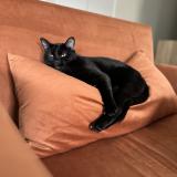 Picture of cat lost at Glieres Val De Borne