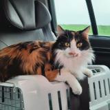 Picture of cat lost at Gauville La Campagne