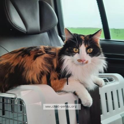 Photo 1/1 Cat reunited Lost in Gauville la campagne
