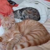 Picture of cat lost at Jonzac